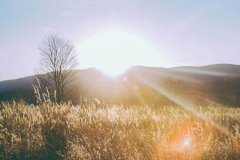 市场上有几个真实的品类