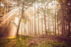 寻求情感价值与社会属性